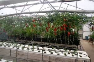 hothouse_with_tomatoes